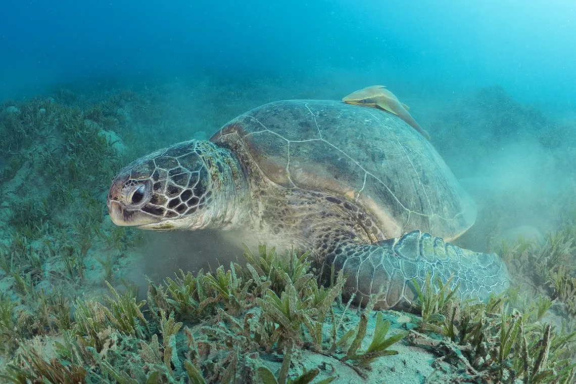 dw-duikteam-duikreis-egypte